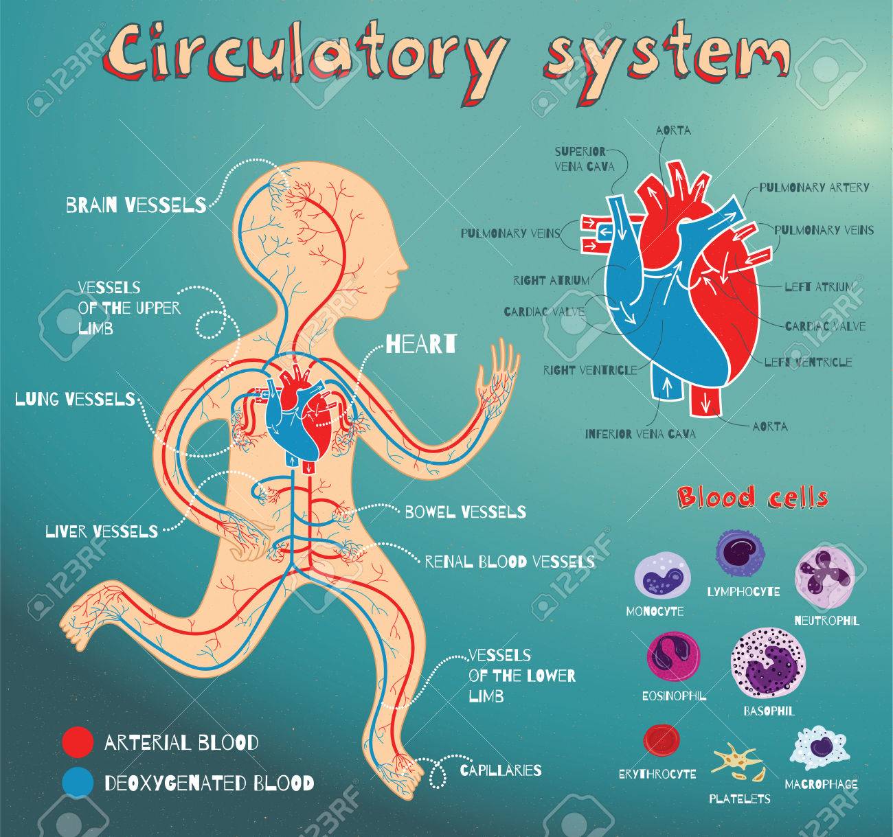 Human circulatory system for kids. Vector color cartoon illustration. Human cardiovascular anatomy scheme. Types of blood cells. The structure of human heart - 59986488 Human circulatory system for kids. Vector color cartoon illustration. Human cardiovascular anatomy scheme. Types of blood cells. The structure of human heart - 59986488