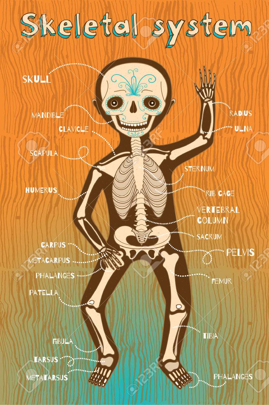 子供のための人間の骨格システム ベクター カラー漫画イラスト 人間スケルトン方式です のイラスト素材 ベクタ Image