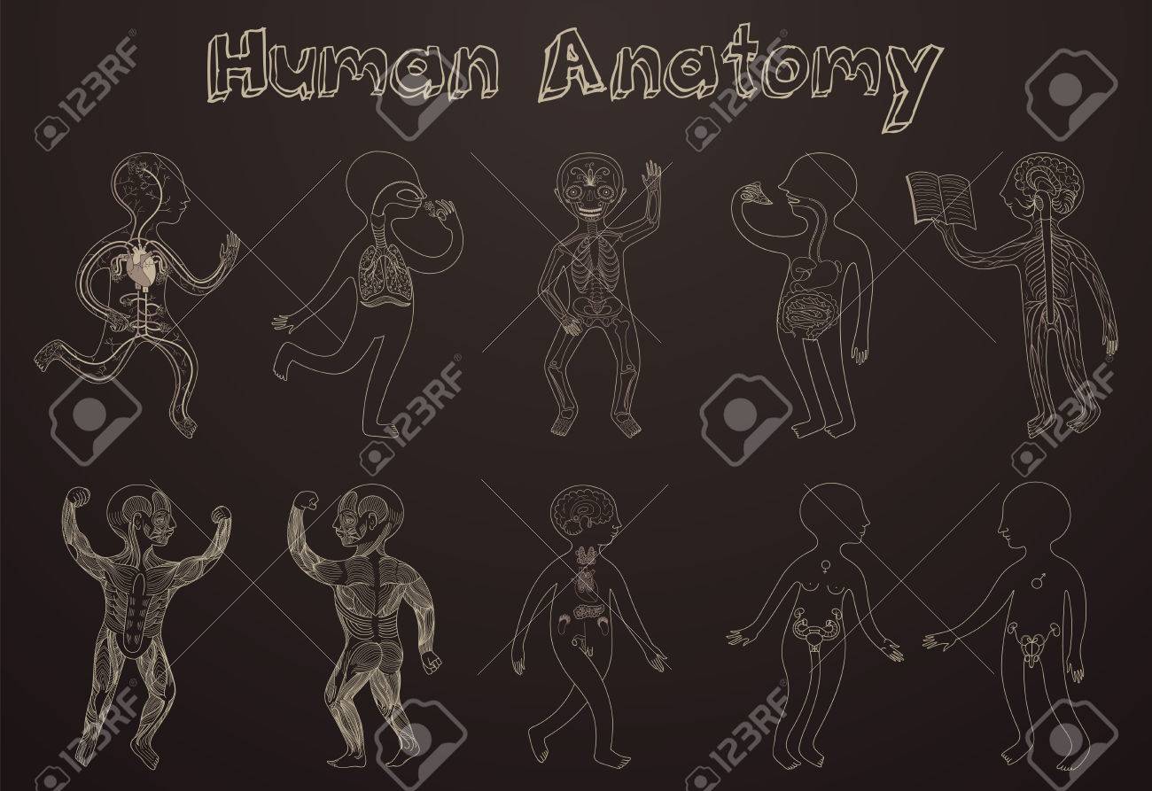 子供のための器官のシステム人体解剖学の教育のイラスト 暗い背景に輪郭のシルエット ベクトル漫画ポスター のイラスト素材 ベクタ Image