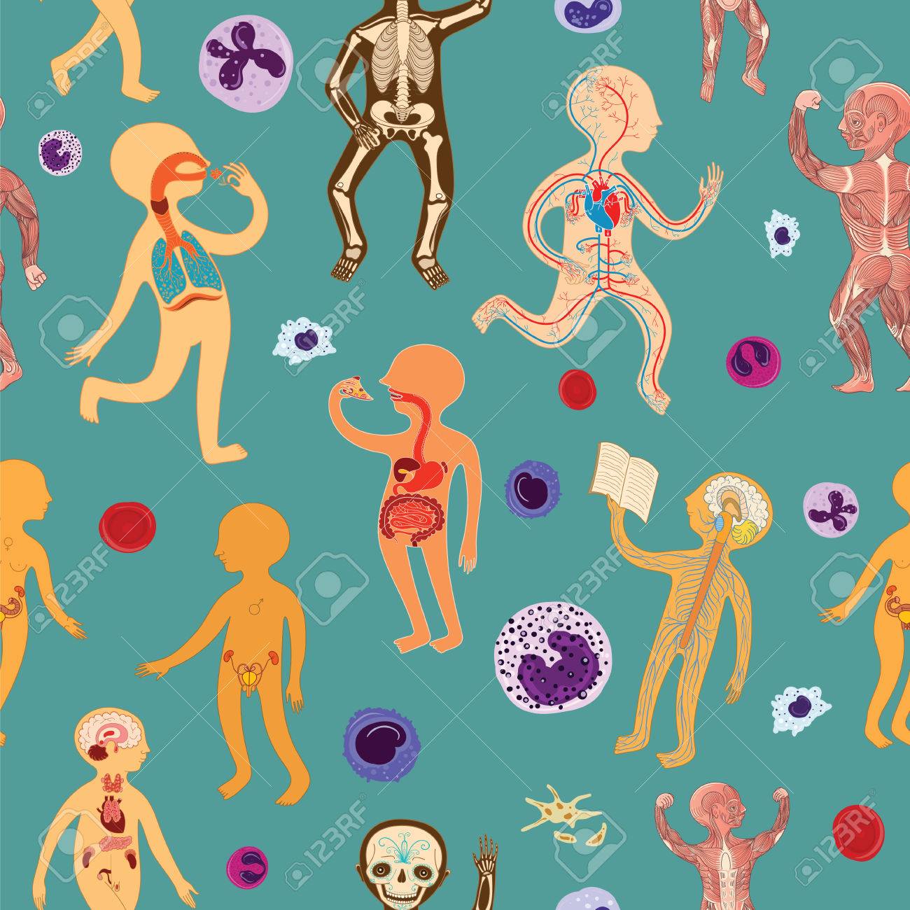 School KwikMedia Educational Illustration of Human Anatomy Systems of Organs for Kids Cartoon Seamless Pattern Education 12 x 18 School KwikMedia Educational Illustration of Human Anatomy Systems of Organs for Kids Cartoon Seamless Pattern Education 12 x 18