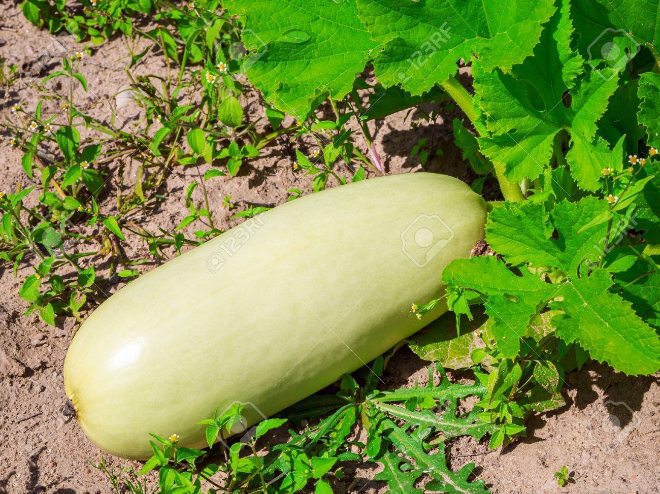 Que verdura es el zucchini