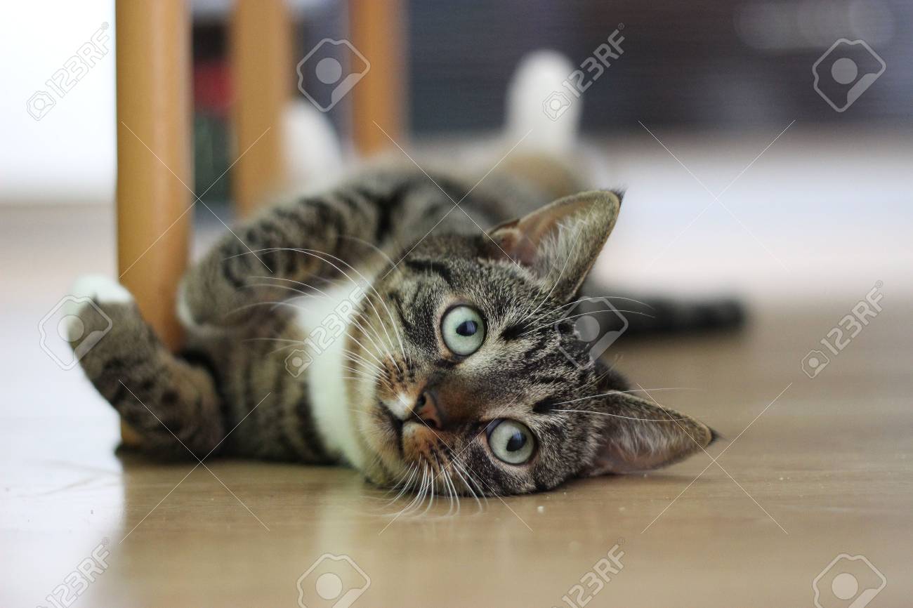 etiam-dictum-ipsum-a-felis