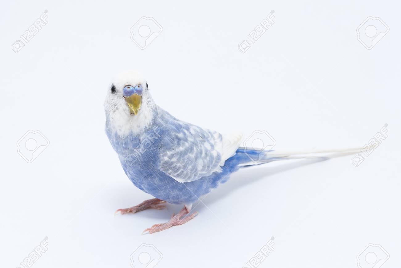 What is interesting wavy parrots, how to determine the age and gender 19 What is interesting wavy parrots, how to determine the age and gender 63