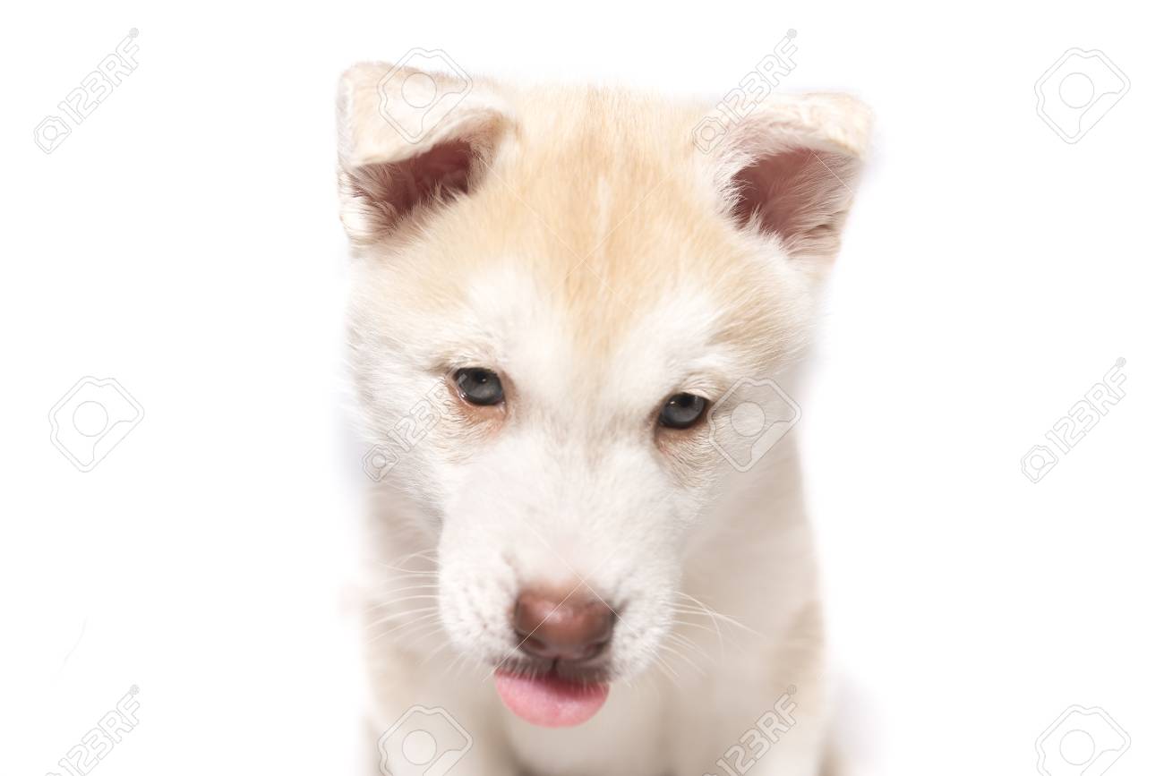 Um Filhote De Cachorro Husky Com A Lingua Para Fora Isolado No Fundo Branco Para Qualquer Finalidade Fotos Retratos Imagenes Y Fotografia De Archivo Libres De Derecho Image 94244573