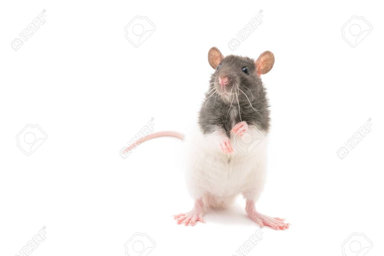 Cute Black And White Decorative Rat Standing On Hind Legs Isolated On White Background For Any Purpose Stock Photo Picture And Royalty Free Image Image 99176839