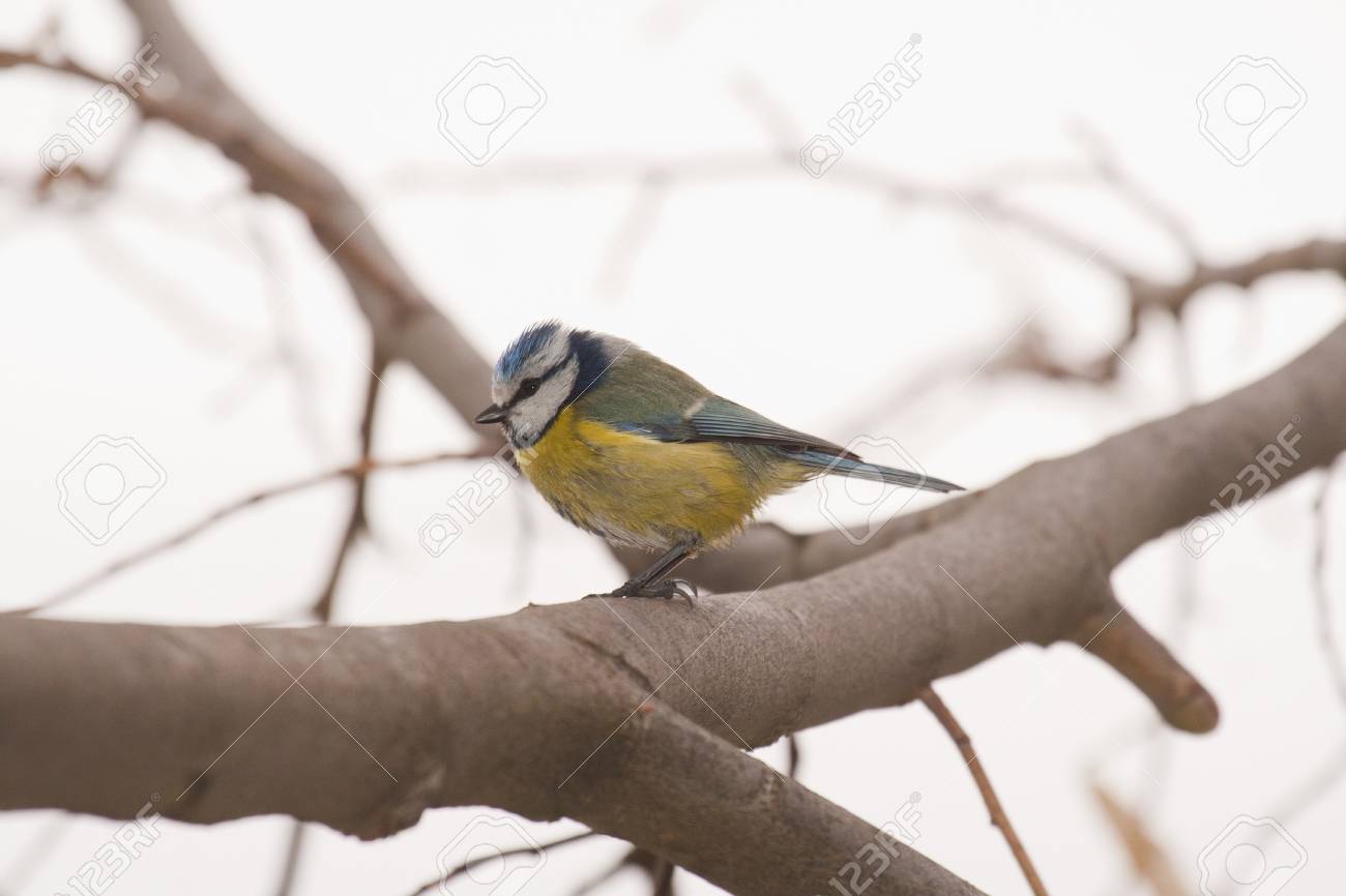 etiam-dictum-ipsum-a-felis