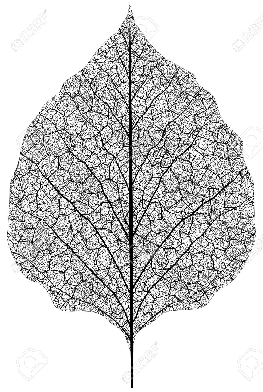 manually drawn leaf skeleton