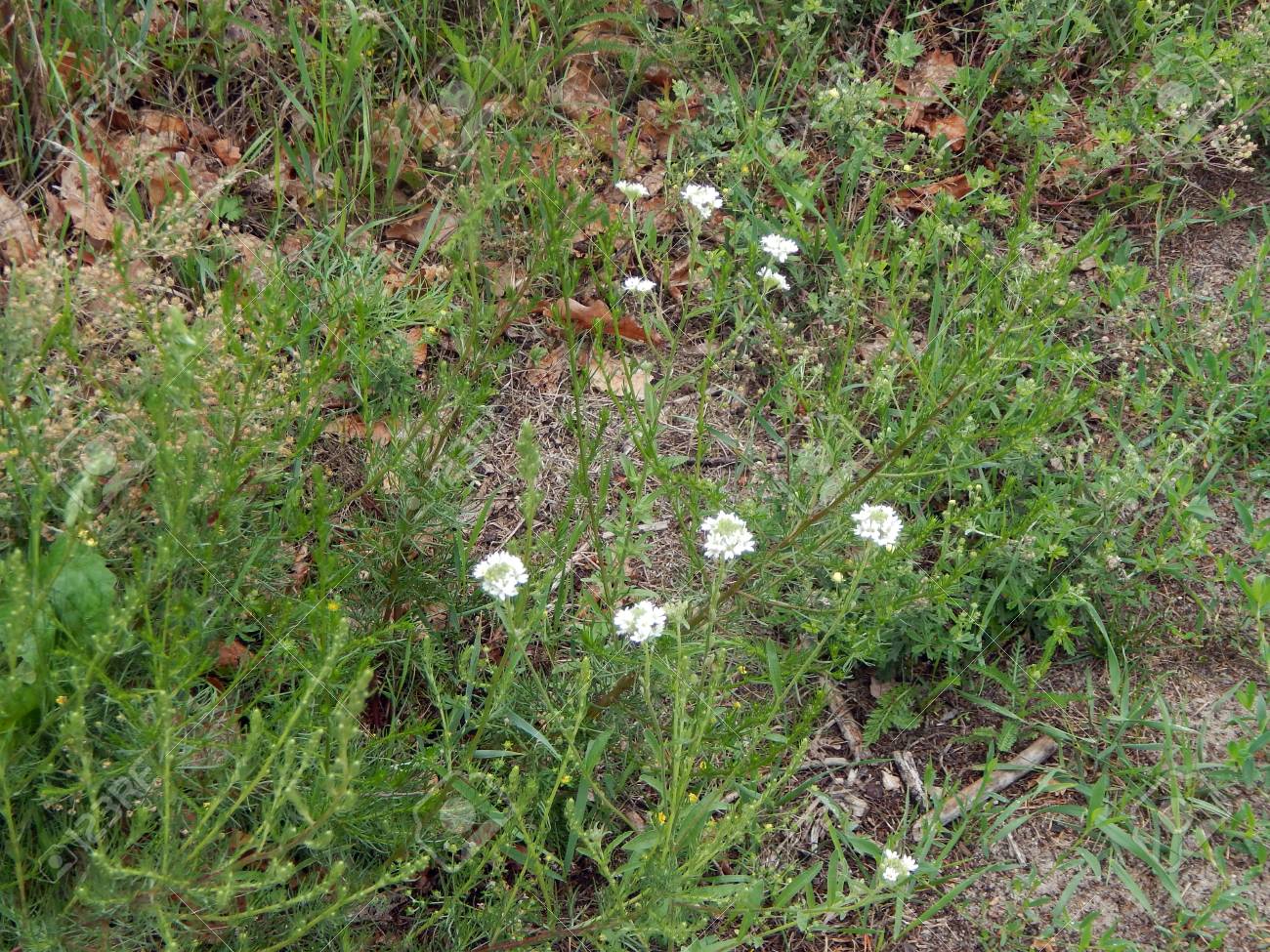 What plants grow in the steppes of Russia What plants grow in the steppes of Russia
