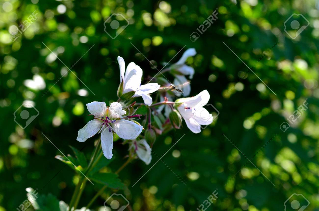 Belle Fleur Blanche De Géranium De Bois En été