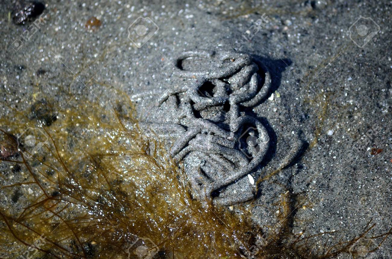 夏のマクロで砂浜でゴカイ杭します の写真素材 画像素材 Image