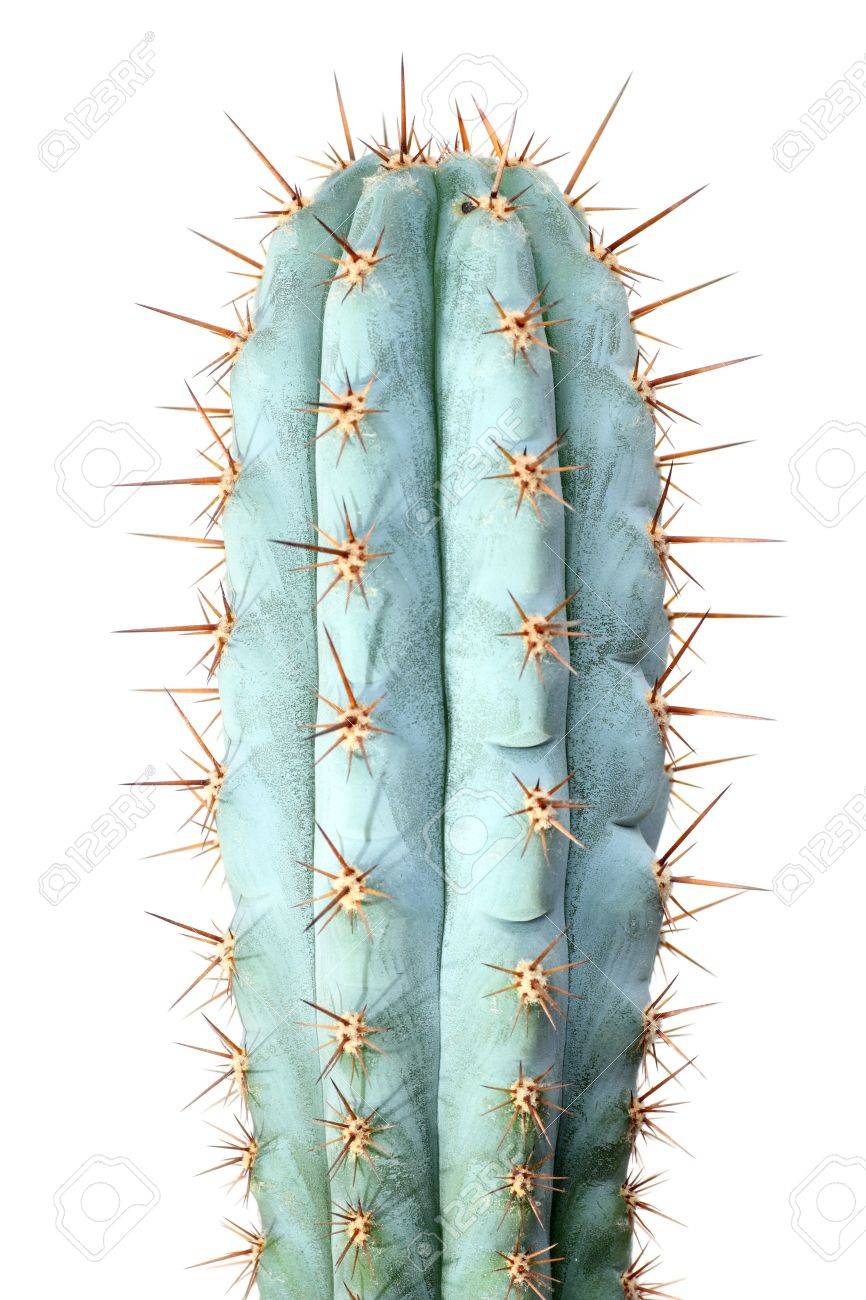 Fresh Growth On A Peruvian Torch Cactus Echinopsis Peruviana Stock Photo Picture And Royalty Free Image Image 11323657