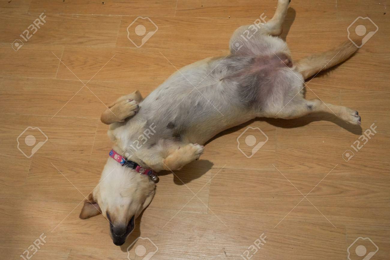 Dog Upside Down Thai Ridgeback Taking A Nap Stock Photo Picture And Royalty Free Image Image 71437006