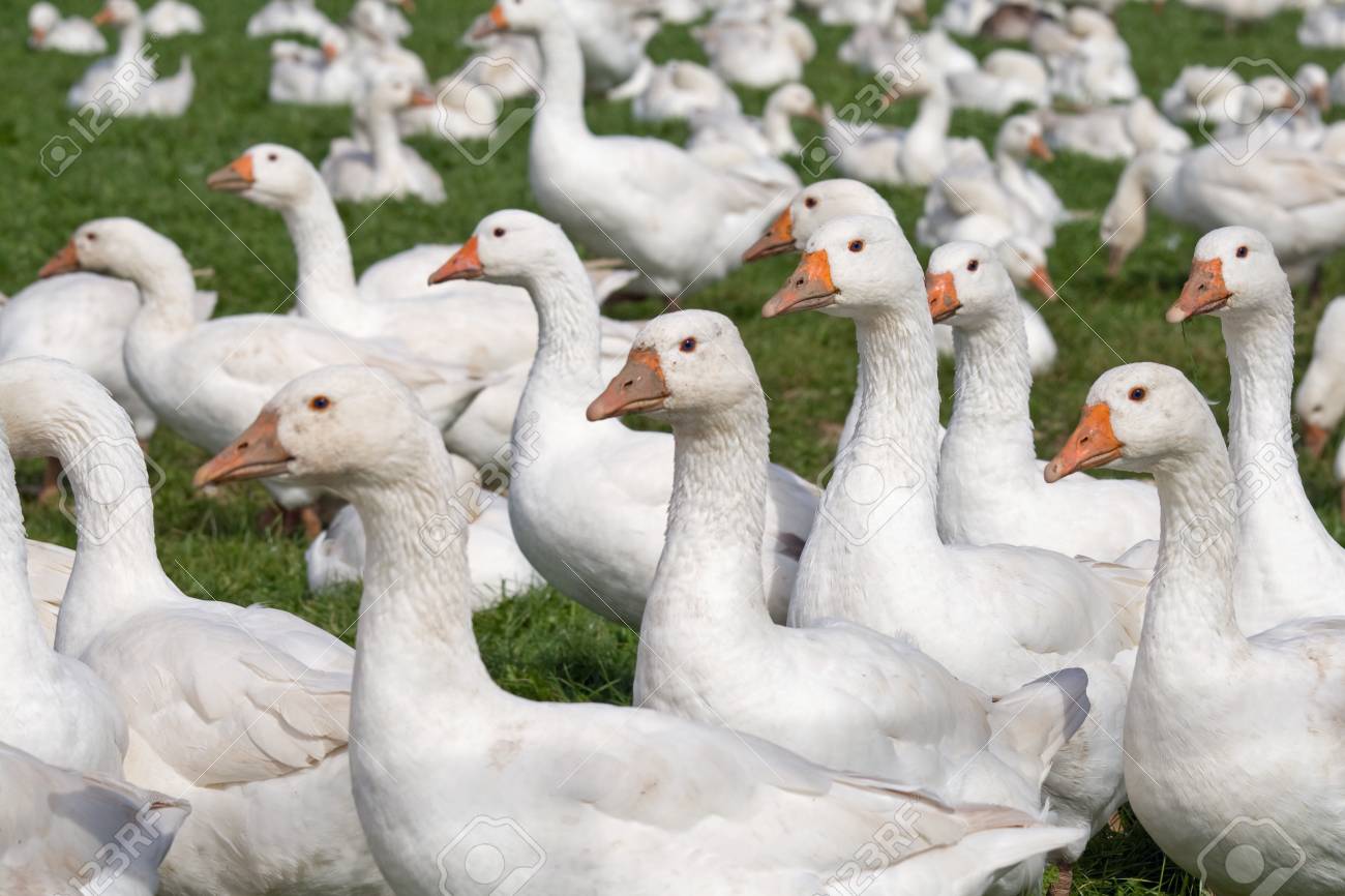 Kostenlose Bereich Weisse Ganse In Einem Offenen Feld Auf Einem Bauernhof Lizenzfreie Fotos Bilder Und Stock Fotografie Image