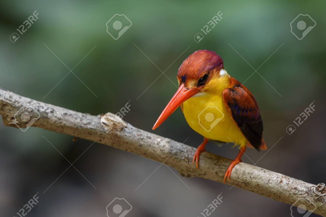 etiam-dictum-ipsum-a-felis