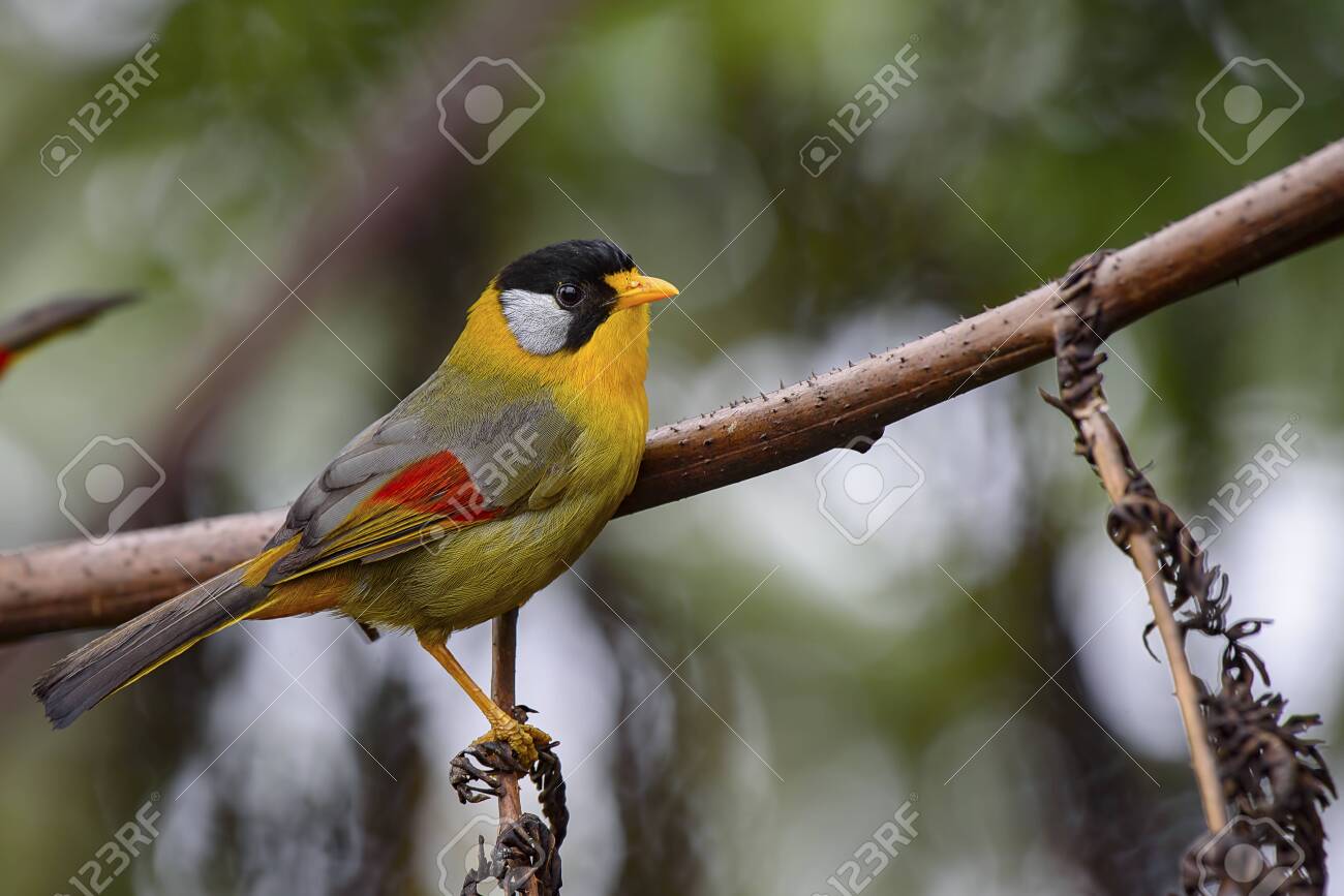 etiam-dictum-ipsum-a-felis