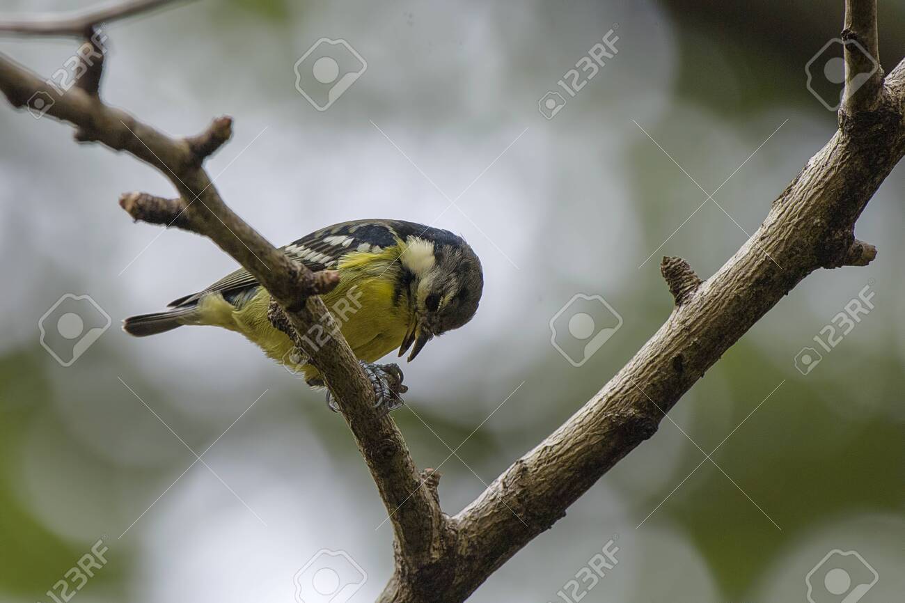 etiam-dictum-ipsum-a-felis