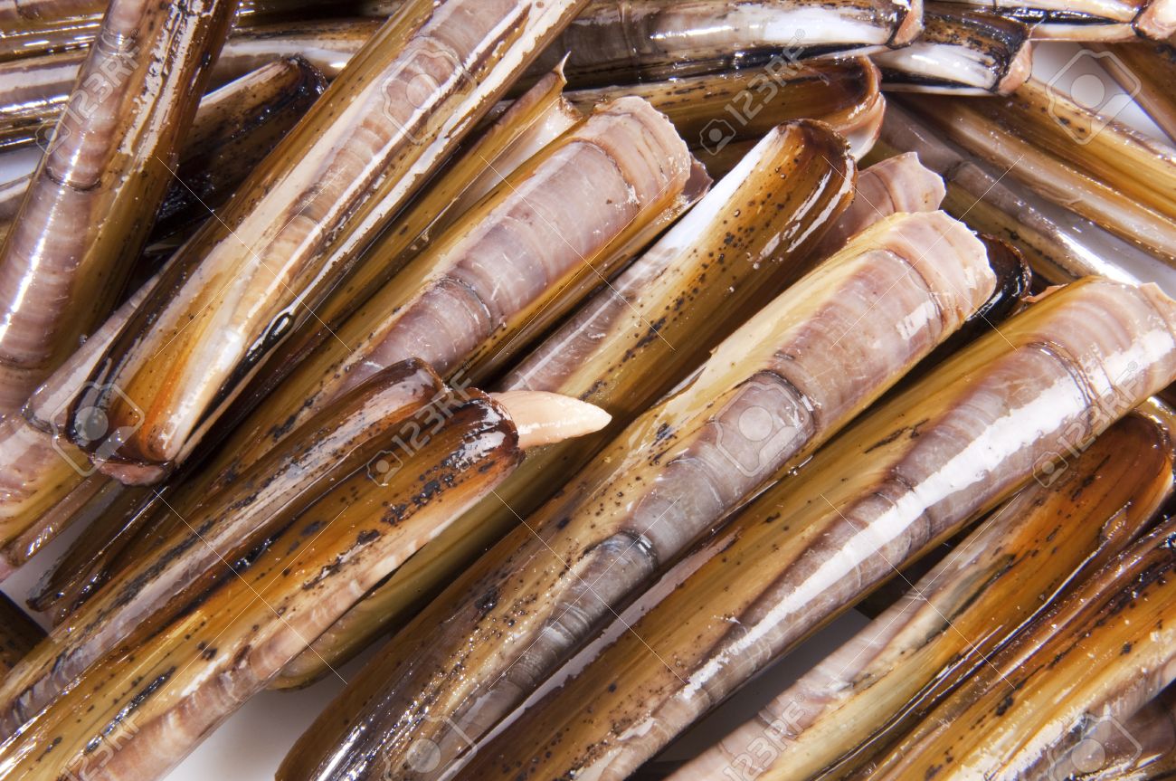 razorfish