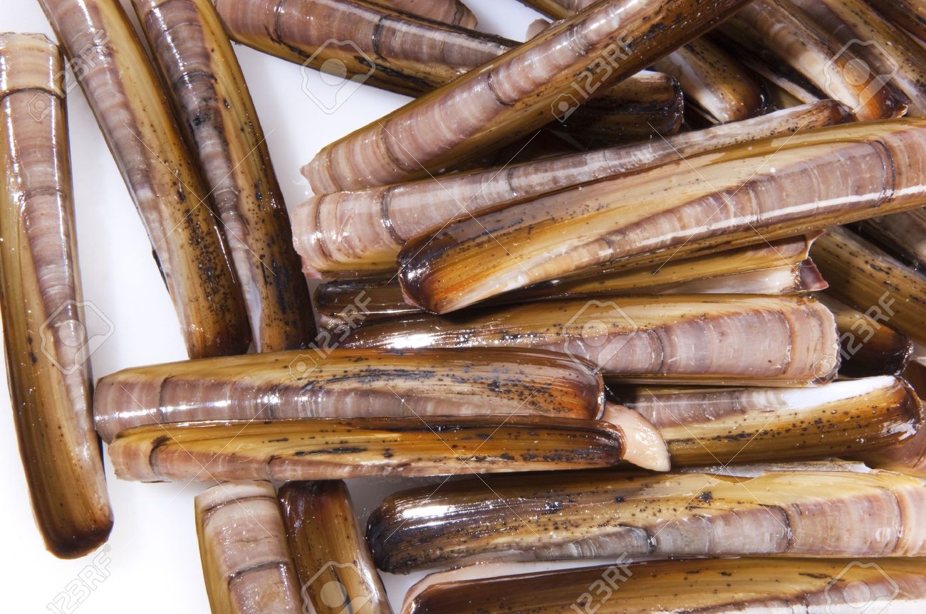 razorfish