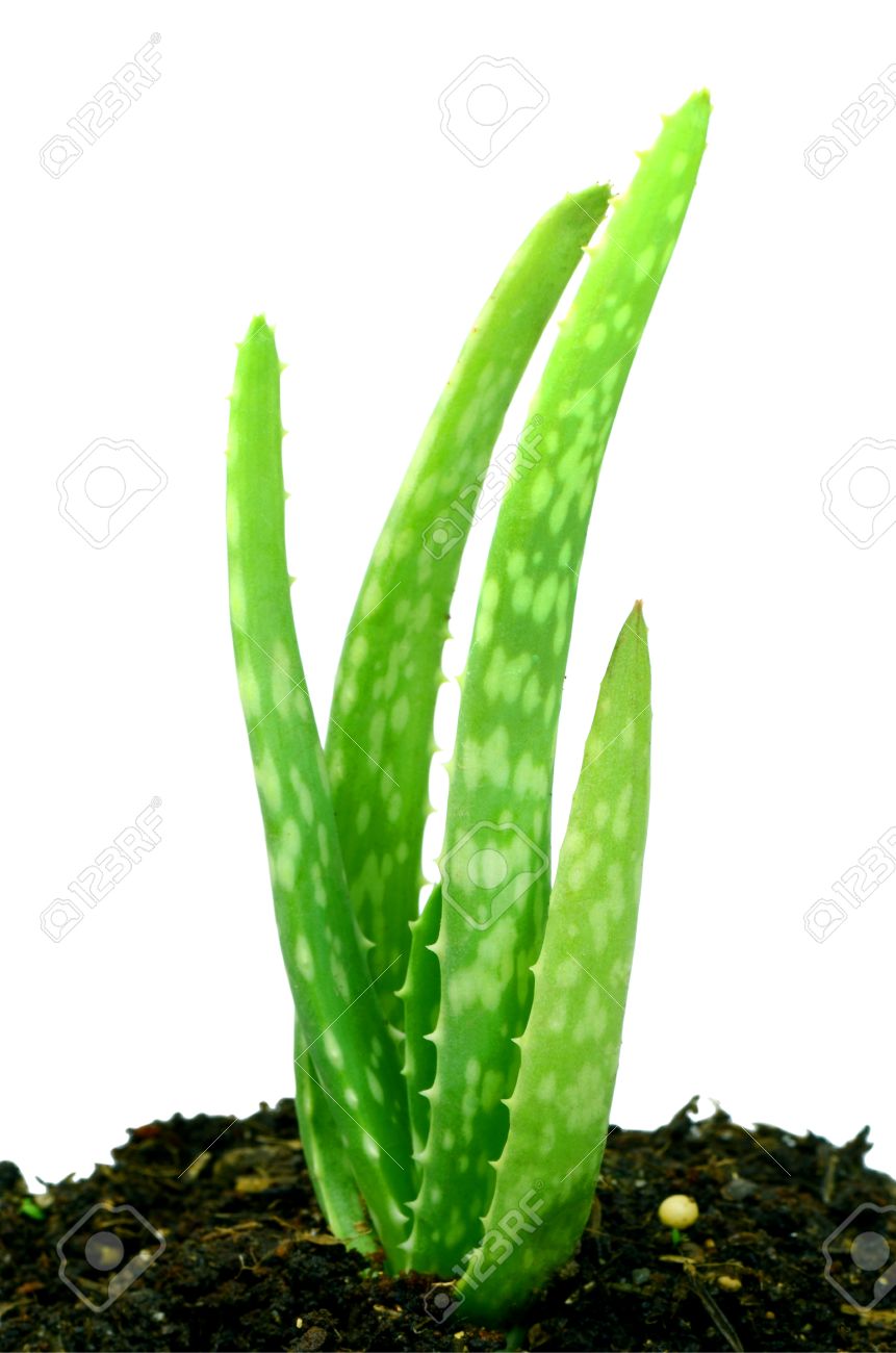 若いアロエベラ アロエ消炎 水分補給ミル スター サボテン アロエベラ 混ざり合わない Jafferabad またはクリッピング パスと白い背景で隔離のバルバドス の写真素材 画像素材 Image
