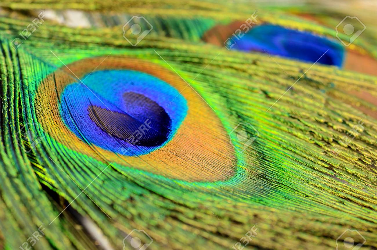 100枚□【クジャク 】孔雀の羽根 目玉 パーツ 鳥 羽根 素材 孔雀の羽の