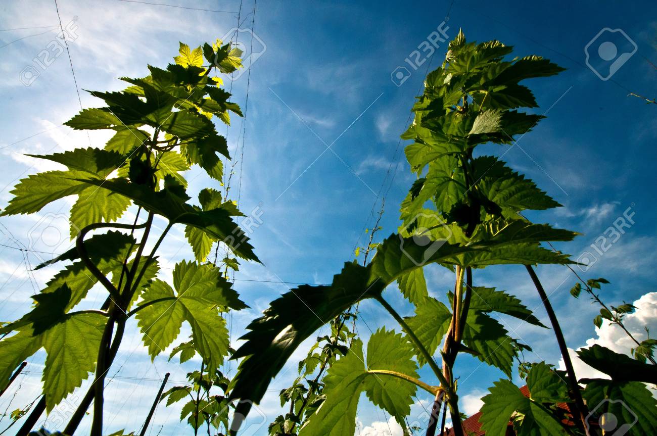 Fleurs De Houblon Pour La Brasserie De La Bière