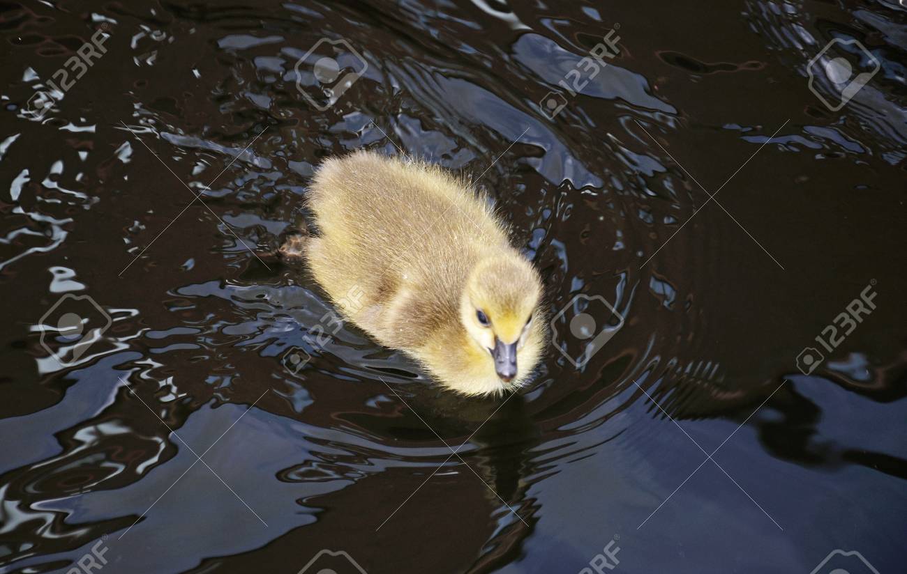 canada goose birmingham canada goose birmingham