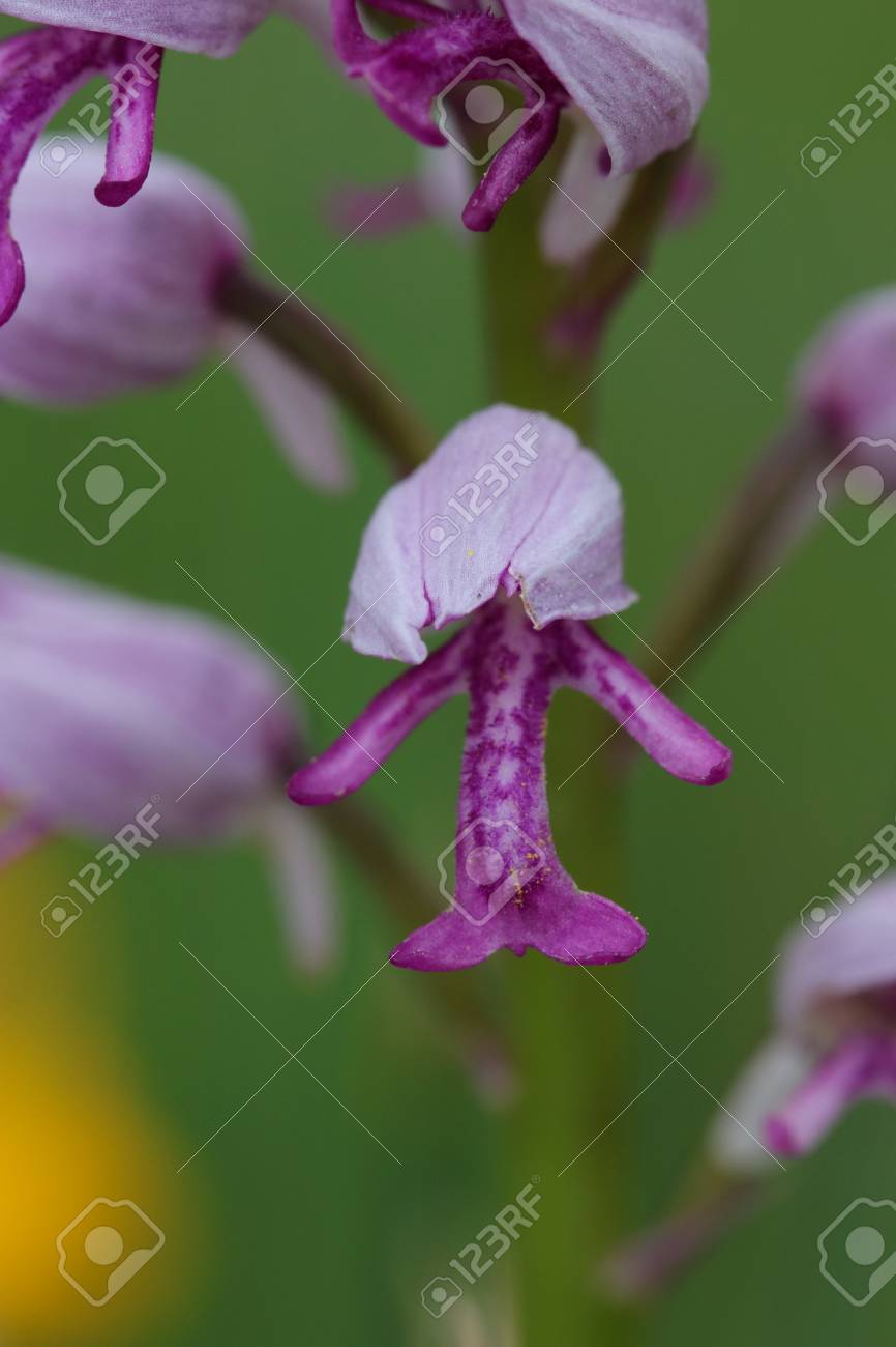 etiam-dictum-ipsum-a-felis