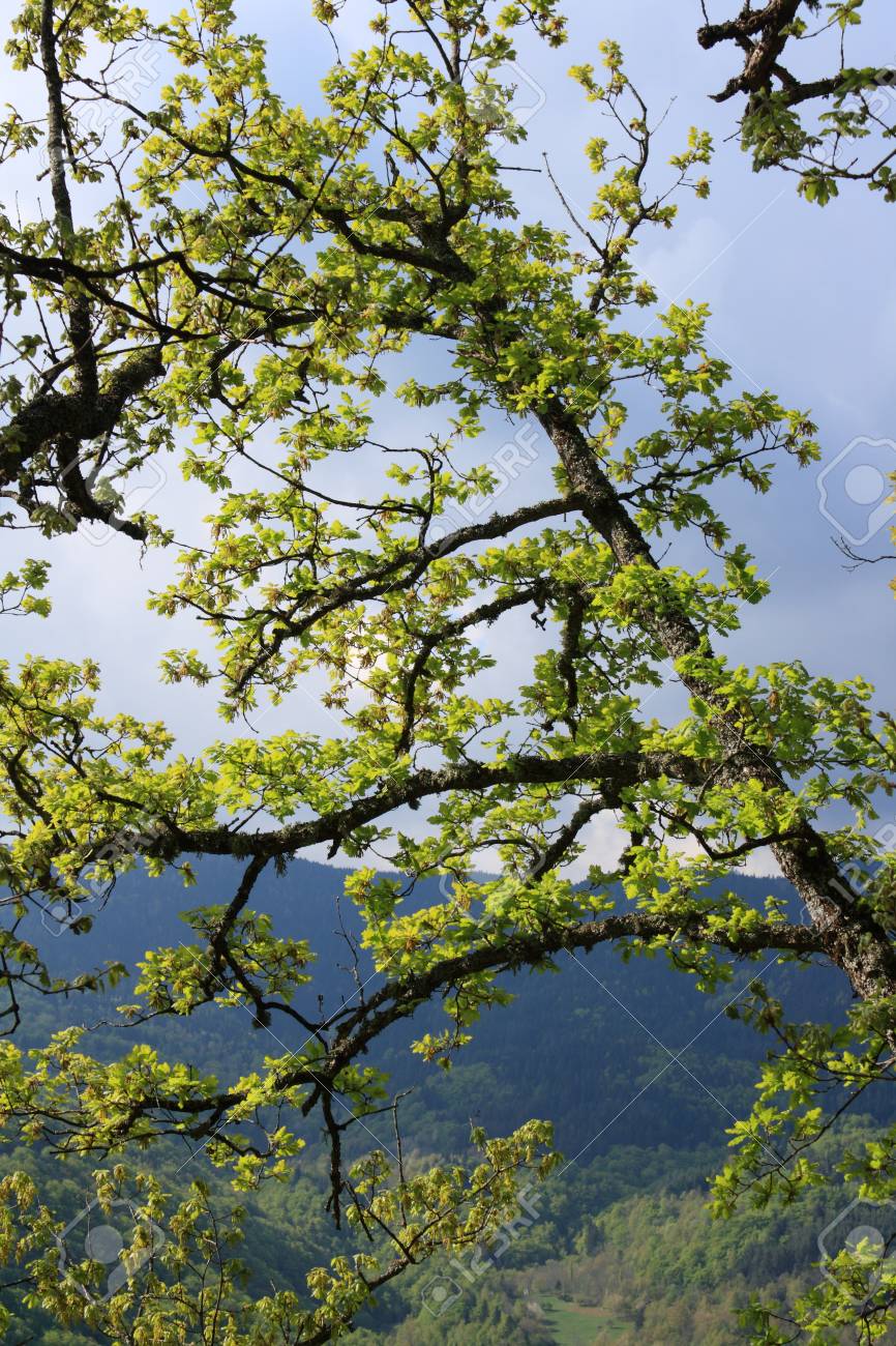 Foliage And Branch Of Downy Oak Or Pubescent Oak Tree In Spring Quercus Pubescens Stock Photo Picture And Royalty Free Image Image Foliage And Branch Of Downy Oak Or Pubescent Oak Tree In Spring Quercus Pubescens Stock Photo Picture And Royalty Free Image Image