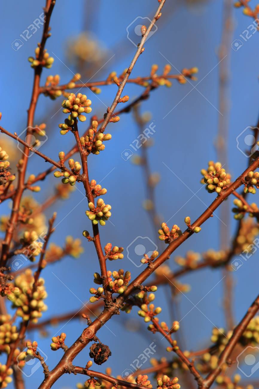 background of spring Buds of blackthorn or sloe, Prunus spinosa specie - 121965689 background of spring Buds of blackthorn or sloe, Prunus spinosa specie - 121965689