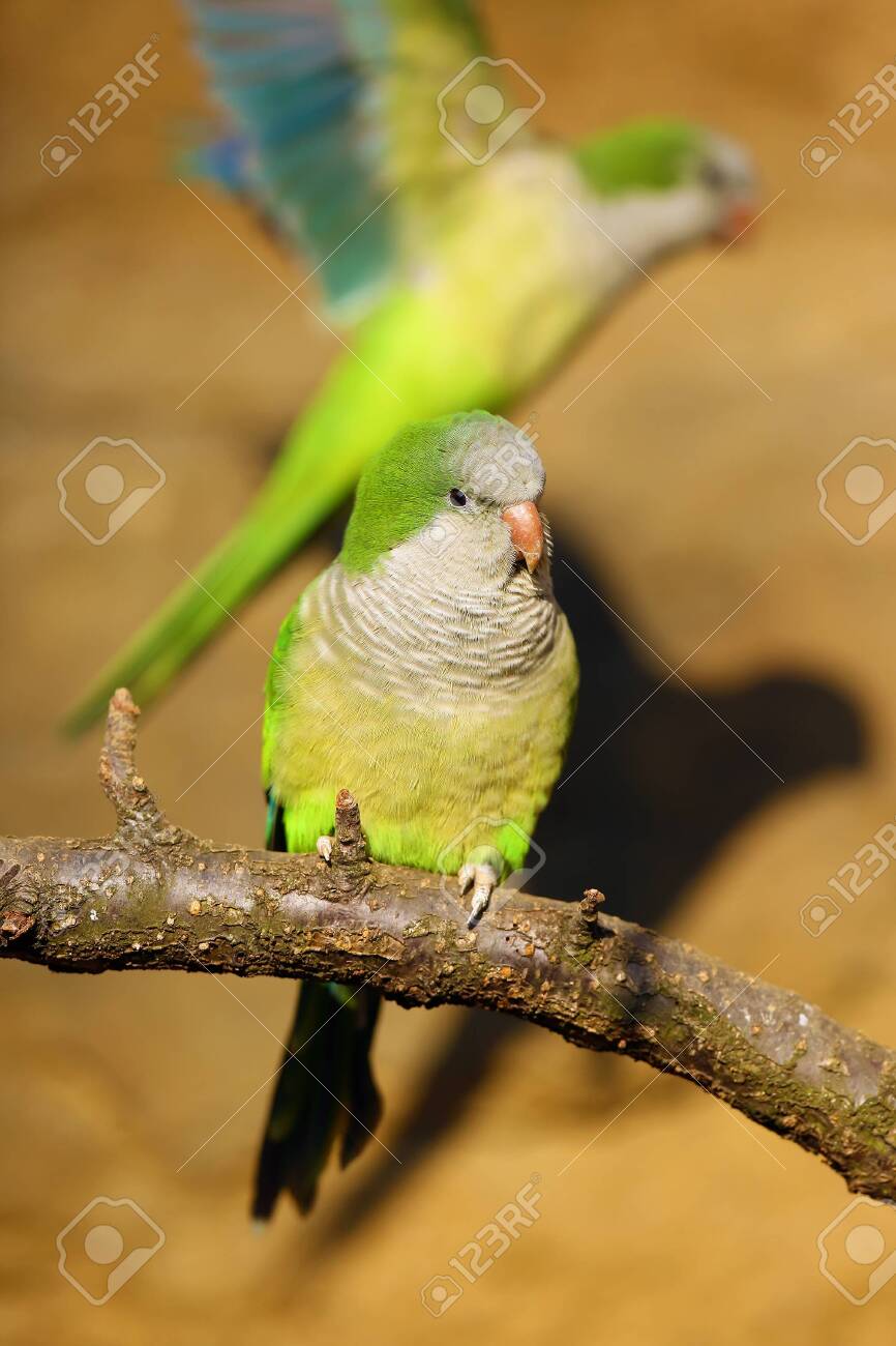 yellow monk parakeet