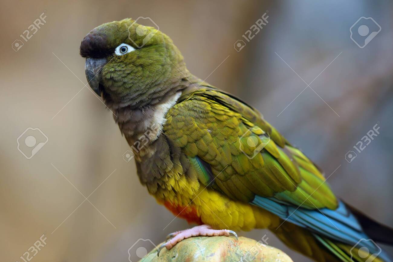 View Patagonian Conure And Sun Conure Background