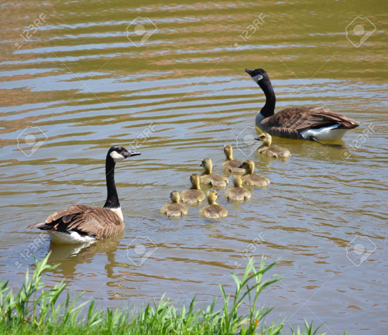 アヒルの家族 の写真素材 画像素材 Image
