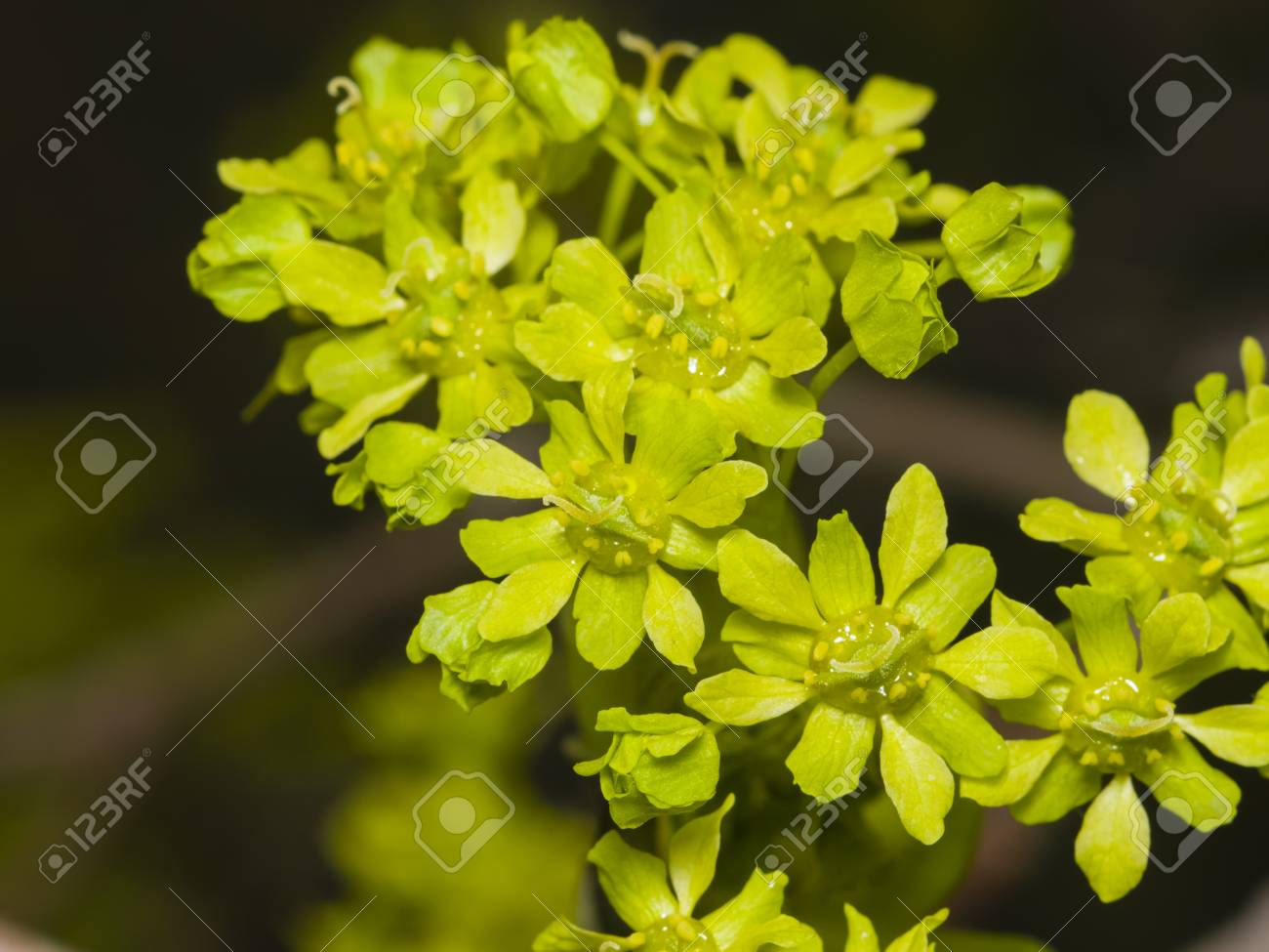 Blooming Norway Maple Acer Platanoides Flowers With Blurred Background Macro Selective Focus Shallow Dof Stock Photo Picture And Royalty Free Image Image