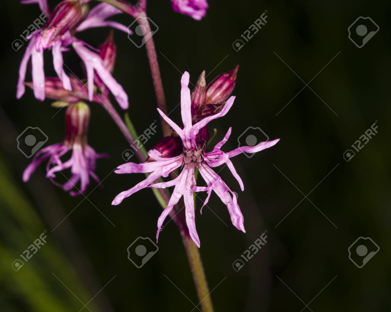 Flower Of Blooming Ragged Robin Lychnis Flos Cuculi Detailed Macro With Dark Bokeh Background Selective Focus Shallow Dof Stock Photo Picture And Royalty Free Image Image Flower Of Blooming Ragged Robin Lychnis Flos Cuculi Detailed Macro With Dark Bokeh Background Selective Focus Shallow Dof Stock Photo Picture And Royalty Free Image Image