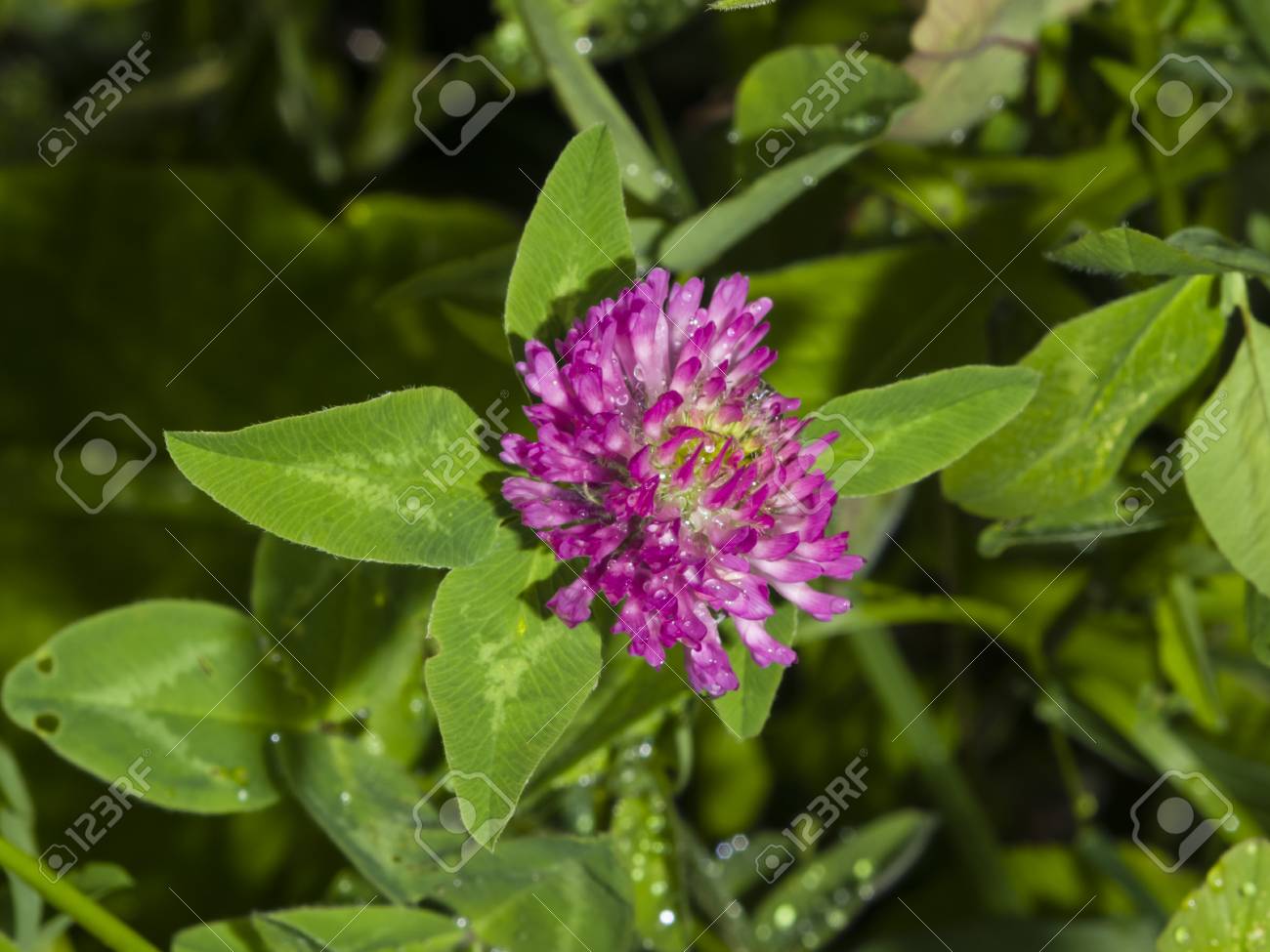 flowers and leaves of red clover trifolium pratense with bokeh