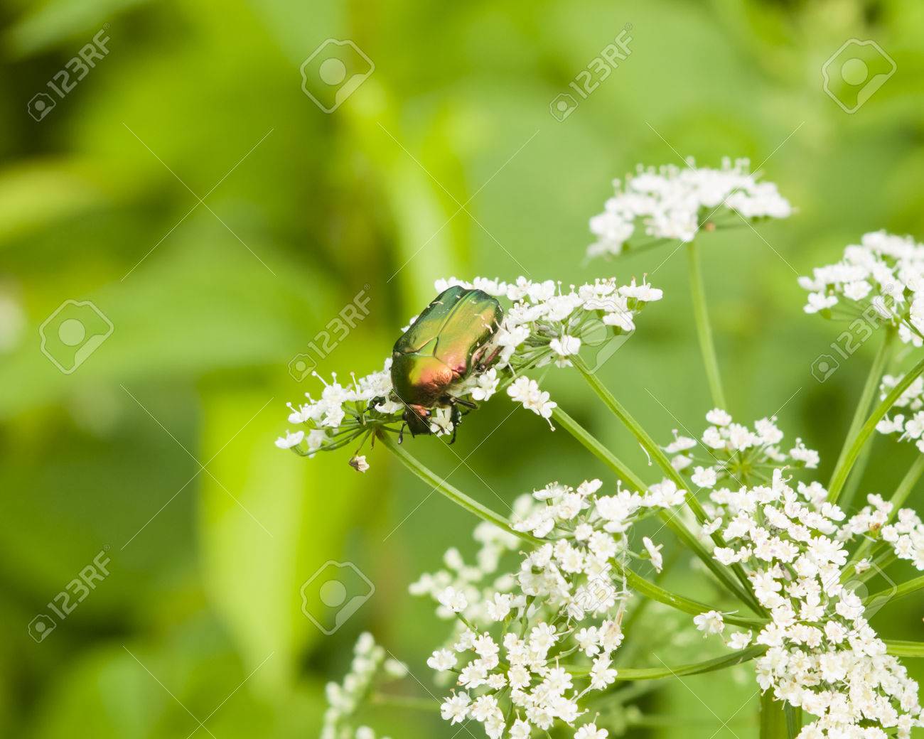 Vert Rose Chafer Cétoine Dorée Se Nourrissant De Fleurs Blanches De La Mauvaise Herbe De Lévêque Macro Mise Au Point Sélective Shallow Dof