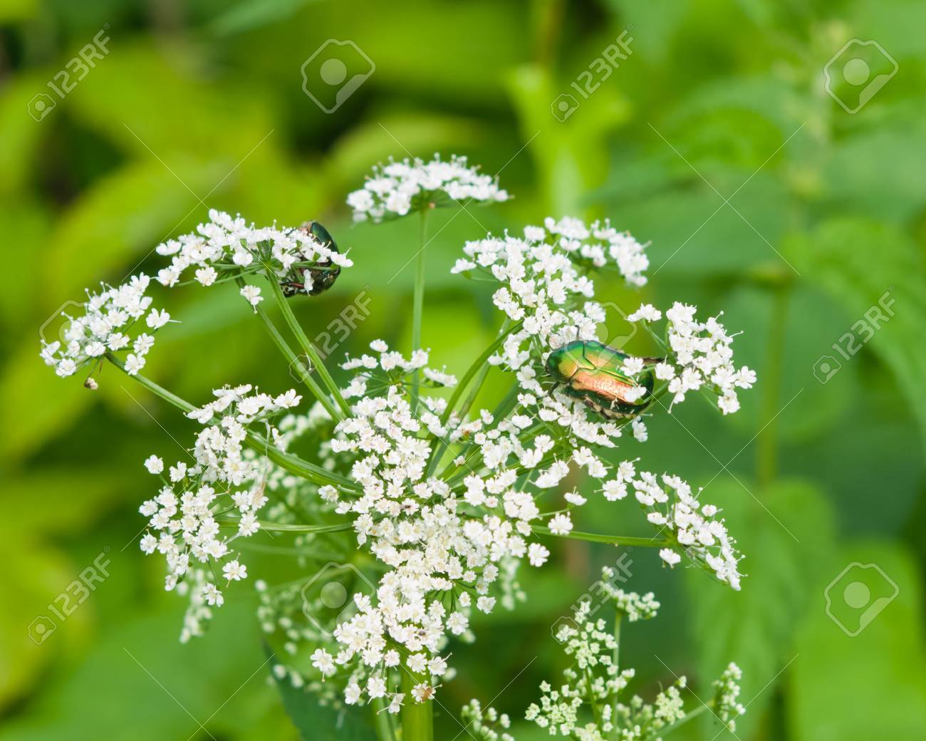 Deux Vert Rose Chafer Cétoine Dorée Se Nourrissant De Fleurs Blanches De La Mauvaise Herbe Bishop Macro Mise Au Point Sélective Peu Profonde Ddl