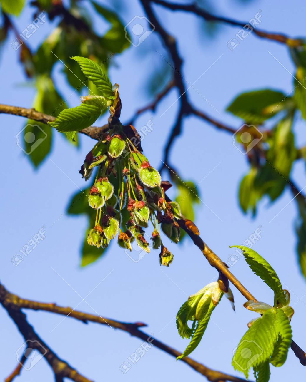 10 SEMI ULMUS LAEVIS OLMO BIANCO