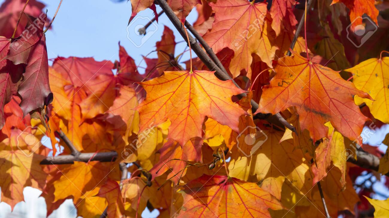 Leaves Of Norway Maple Or Acer Platanoides In Autumn Sunlight Background Selective Focus Shallow Dof Stock Photo Picture And Royalty Free Image Image Leaves Of Norway Maple Or Acer Platanoides In Autumn Sunlight Background Selective Focus Shallow Dof Stock Photo Picture And Royalty Free Image Image