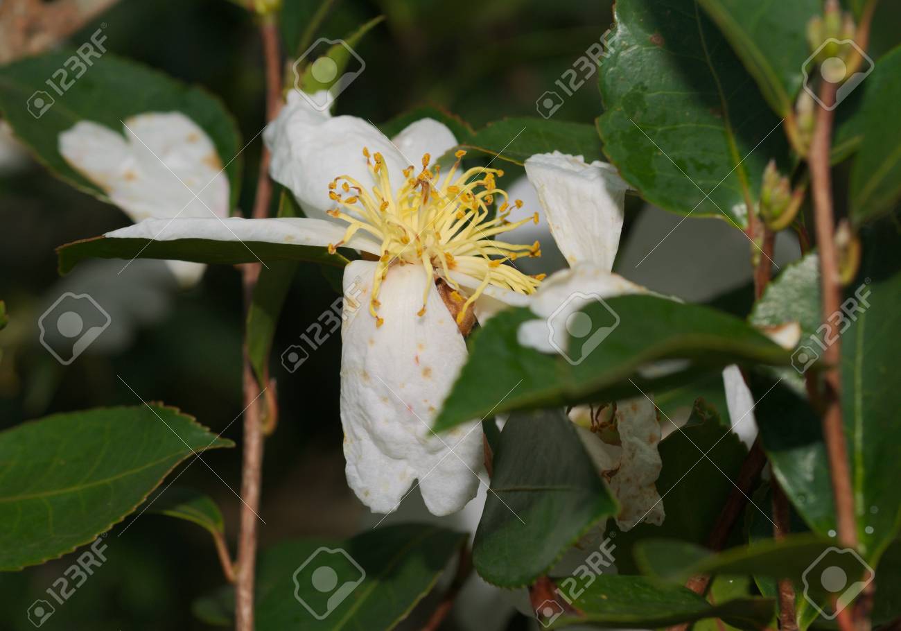 白いサザンカ の写真素材 画像素材 Image 59