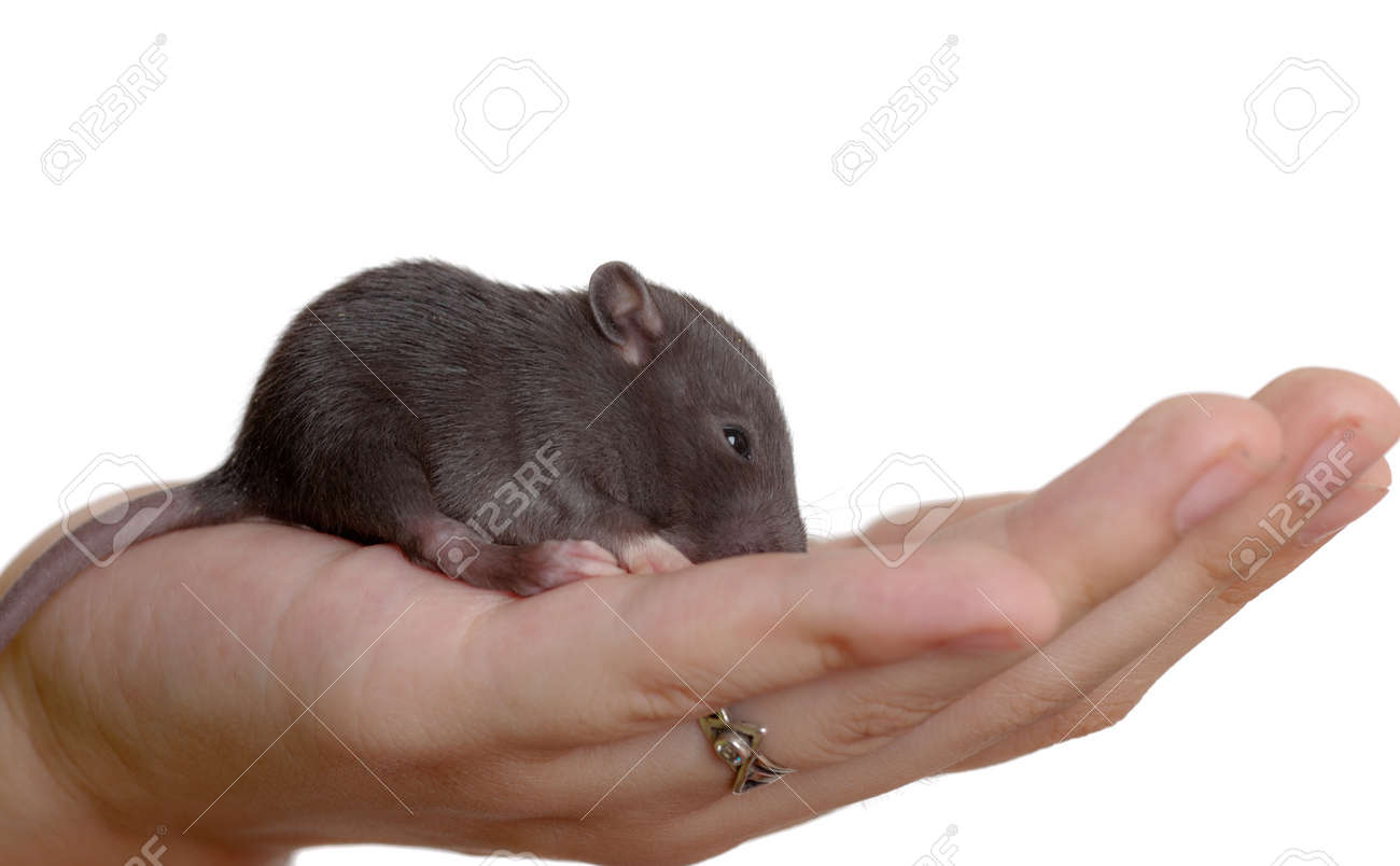 Very Small Young Very Small Young