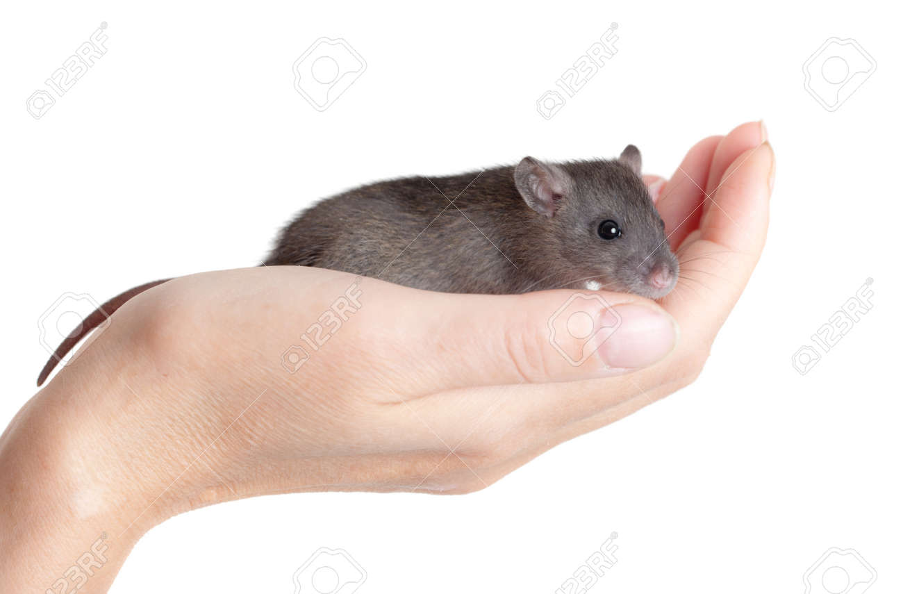 Very Small Young Very Small Young