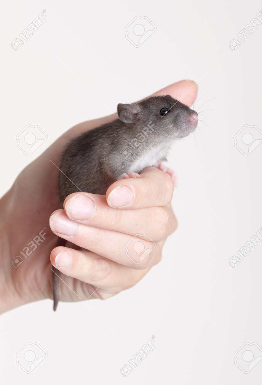 Very Small Young Very Small Young
