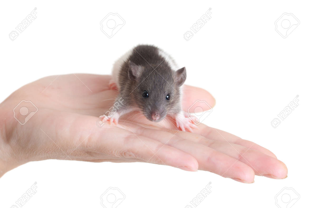 Very Small Young Very Small Young