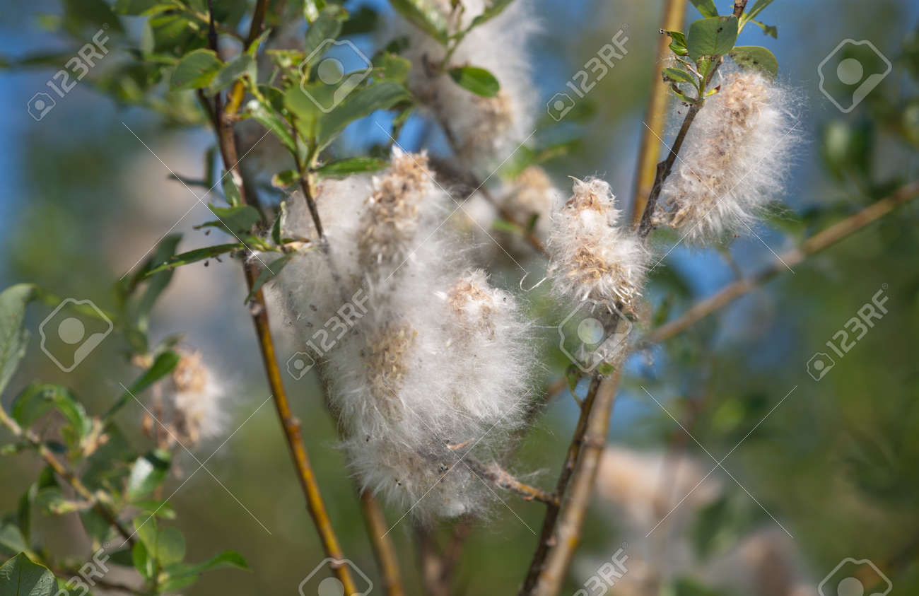 晴れた日の木に 白いふわふわ種 の写真素材 画像素材 Image 晴れた日の木に 白いふわふわ種 の写真素材 画像素材 Image