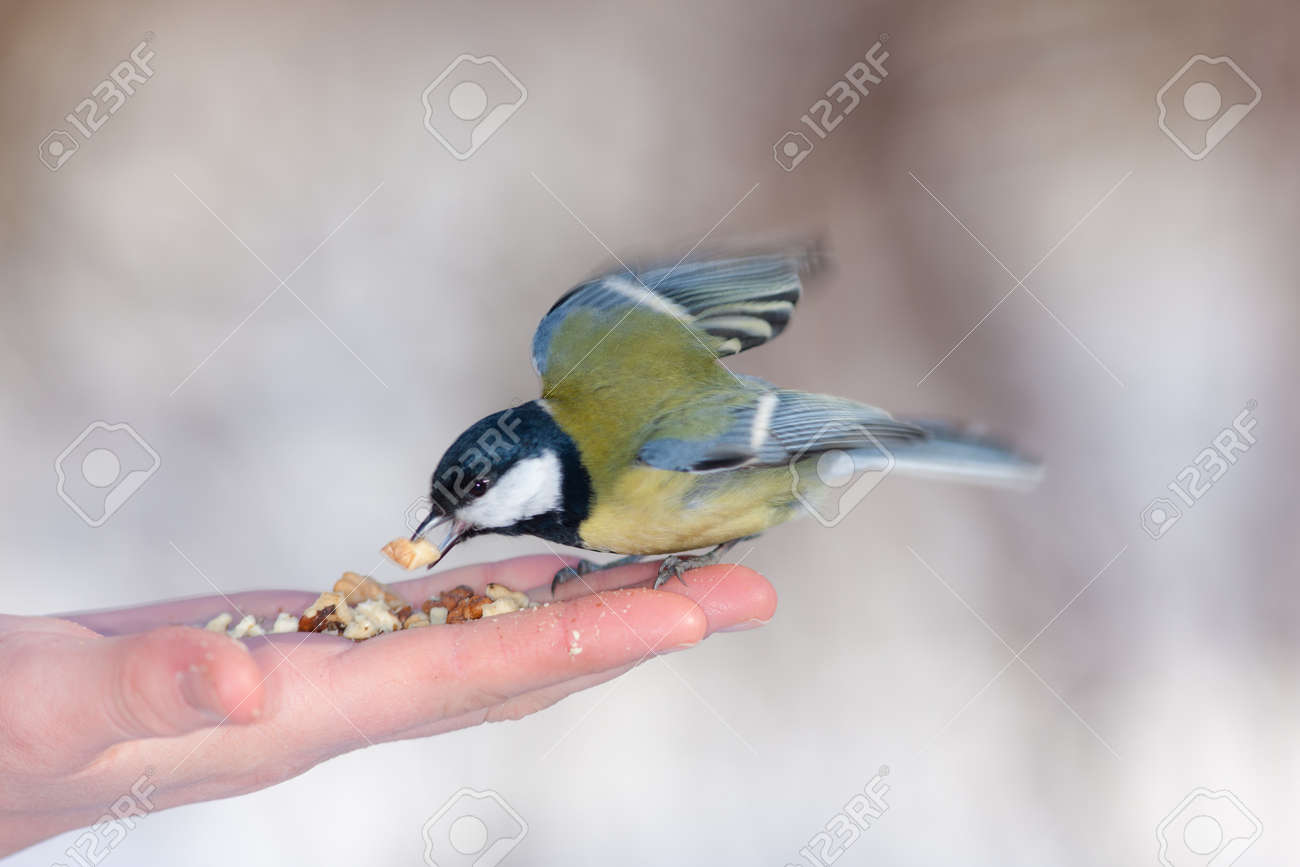 etiam-dictum-ipsum-a-felis