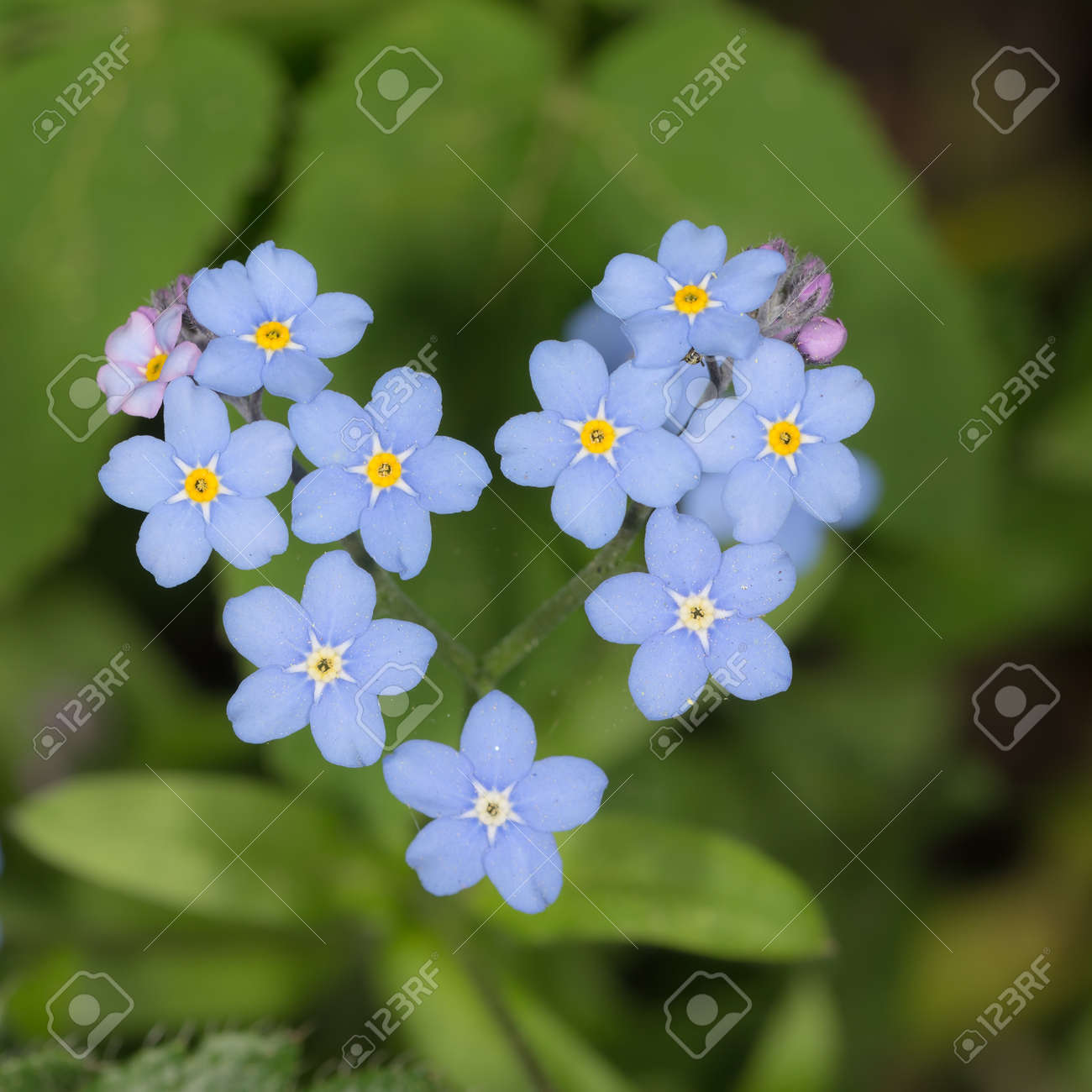 春の青いワスレナグサの花クローズ アップ の写真素材 画像素材 Image