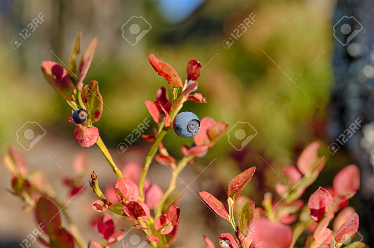 赤い葉のブルーベリー ブッシュをクローズ アップ の写真素材 画像素材 Image