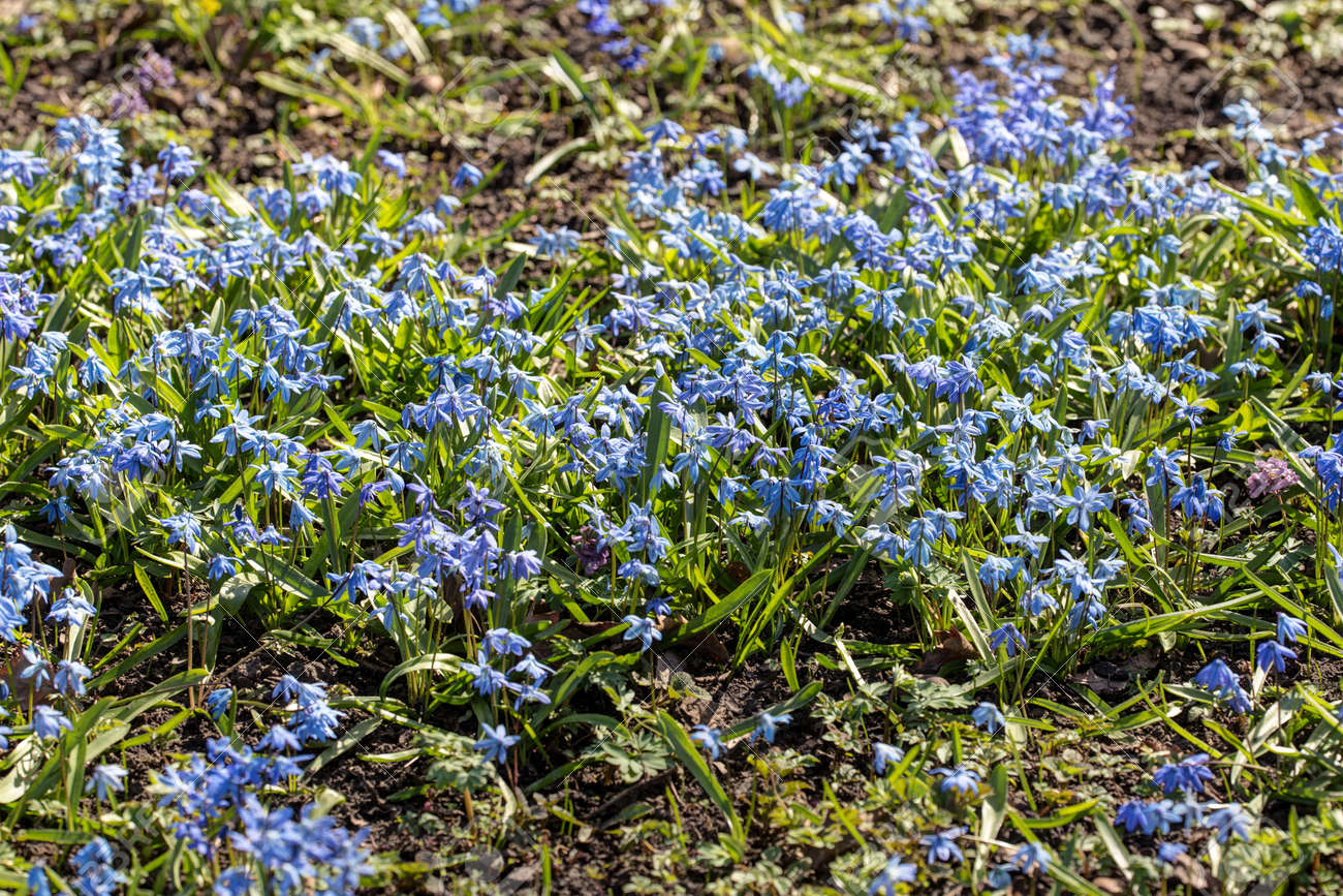 春 Scilla Siberica に咲く小さな青い花 の写真素材 画像素材 Image