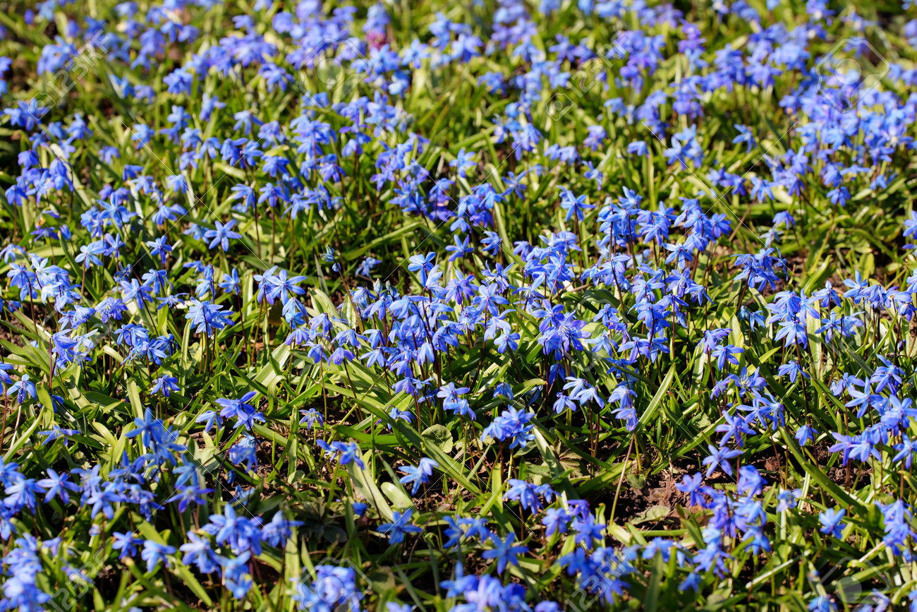 Lawn With Small Blue Flowers In Spring Stock Photo Picture And Royalty Free Image Image Lawn With Small Blue Flowers In Spring Stock Photo Picture And Royalty Free Image Image